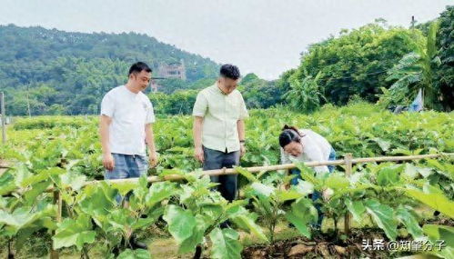 仲愷農(nóng)業(yè)工程學院科技特派員團隊為肇慶農(nóng)業(yè)產(chǎn)業(yè)發(fā)展把脈開方