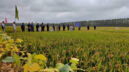 連云港 味“稻”里有多少科技含量？農(nóng)業(yè)技術(shù)研究揭秘