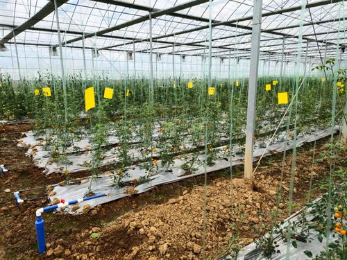 中農(nóng)富興精品案例解析 湖南郴州四清湖生態(tài)智慧農(nóng)業(yè)項(xiàng)目的技術(shù)創(chuàng)新與實(shí)踐