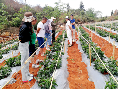 昆明市農(nóng)科院精準(zhǔn)服務(wù)助力產(chǎn)業(yè)發(fā)展，深入企業(yè)開展人參果技術(shù)指導(dǎo)