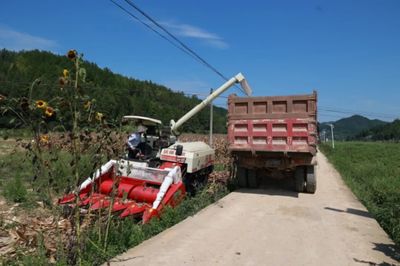 科技助力，省州專家團隊赴施秉縣開展中低產田產能提升與玉米大豆復合種植測產工作